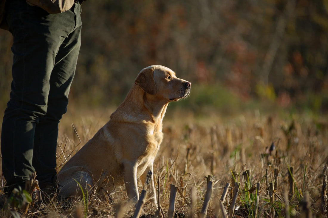 Unleashing Patriotism: The Powerful Bond Between Dogs and American Values