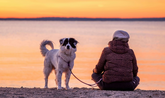 Patriotism on Paws: How Dogs Inspire Loyalty and Unity in Our Communities