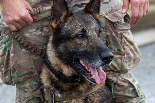 Healing Heroes: The Vital Role of Dogs in Supporting Veterans with PTSD