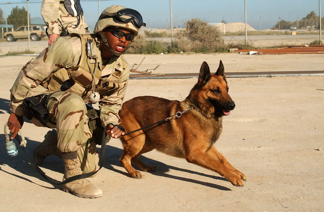 Guardians of Freedom: The Legacy of Military Working Dogs in U.S. Hist – Lima Five Apparel