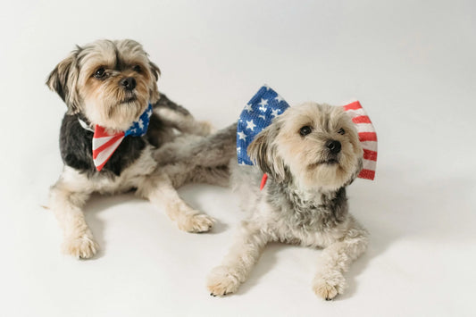 Wagging Tails and American Trails: Exploring Patriotism Through the Eyes of Our Canine Companions