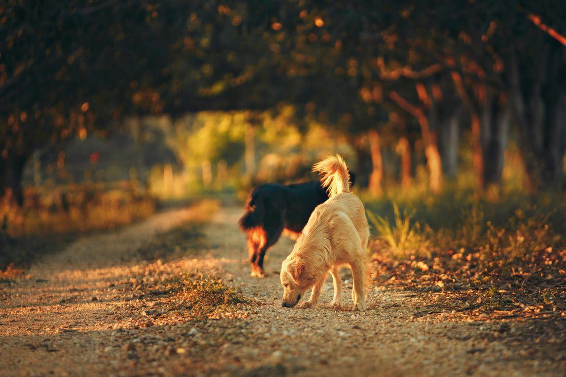 Patriot Pups: The Role of Dogs in American History and Culture